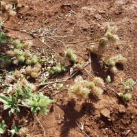 Stylosanthes capitata 12086.JPG