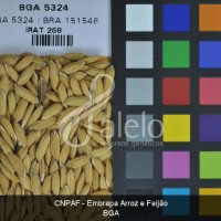 BRA00004044-4.JPG