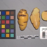 CIP 203022 Tuber