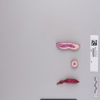 CIP 420553 (root).jpg