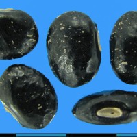 G40891 seed.jpg