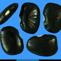 G25608 seed.jpg