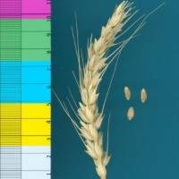 CWI3165_52594_494.jpg