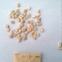 CIMMYTMA 650 - Reference Inventory.jpg