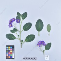 CIP 761364_OCH 11954_blv_H_2024.jpg