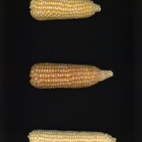 CIMMYTMA 15481 BRAZ BA017 AF22A-0903-153 E_compress.jpg