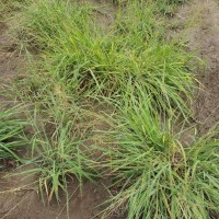 11549_Plant and Flower.jpg