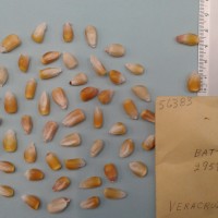 CIMMYTMA 5638 - Reference Inventory.jpg