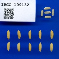 IRGC 109132 Seed Photo