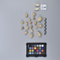 CIP761139_OCHS 9796_T.JPG