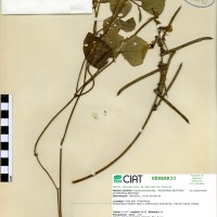 17766 herbarium