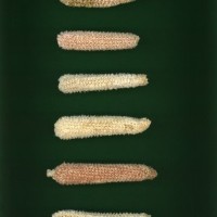 CIMMYTMA 27117 MEXI 629 TC20U 2903 188 C0350 _compress.jpg