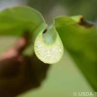 6.3.4 - Petiole margins