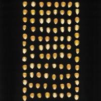 CIMMYTMA 28901 BOZM 0026 AF19A-0903-69 K.jpg