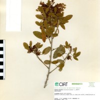 3375 herbarium