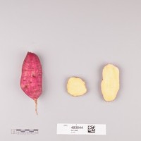 CIP 400044 (root).jpg