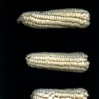 CIMMYTMA 400 CHIH 73 GD21B-6903-104 E.jpg