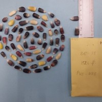 CIMMYTMA 7692 - Reference inventory.jpg