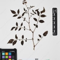 CIP 761064_OCHS 15528_01.jpg