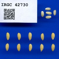 IRGC 42730 Seed Photo