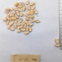 CIMMYTMA 275 - Reference Inventory.jpg