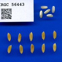 IRGC 56443 Seed Photo