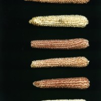 CIMMYTMA 8572 MEXI 578 BA23U-2903-10 C.jpg