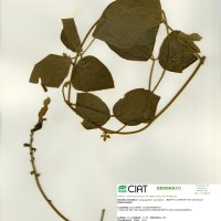 21281 herbarium