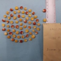 CIMMYTMA 8166 - Reference inventory.jpg