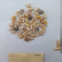 CIMMYTMA 1381 - Reference Inventory.jpg