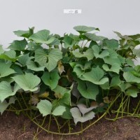 CIP 401215 (plant).jpg