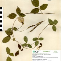 15698 herbarium