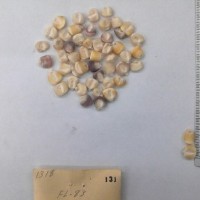 CIMMYTMA 131 - Reference Inventory.jpg