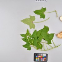 CIP 400282 (full plant).jpg