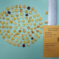 CIMMYTMA 21904.jpg