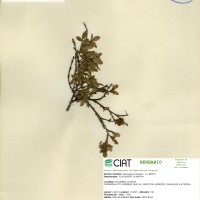 3128 herbarium
