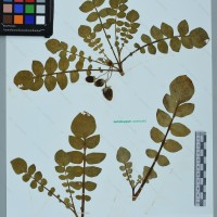 CIP 760460 herbarium