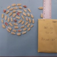 CIMMYTMA 7567 - Reference inventory.jpg