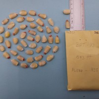 CIMMYTMA 7638 - Reference inventory.jpg