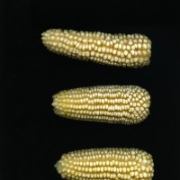 CIMMYTMA 19436 MEXI 447 TC24U-2903-72 E1.jpg