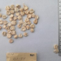 CIMMYTMA 387 - Reference Inventory.jpg