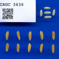 IRGC 3636 Seed Photo