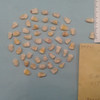 CIMMYTMA 5798 - Reference Inventory.jpg