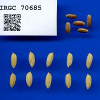 IRGC 70685 Seed Photo