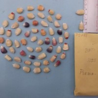 CIMMYTMA 7578 - Reference inventory.jpg