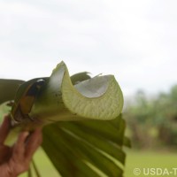 6.3.4 - Petiole margins