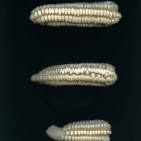 CIMMYTMA 27537 GUAT 1029 GD21B-6903-143 E1.jpg