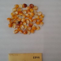 CIMMYTMA 4964 - Reference Inventory.jpg