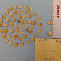 CIMMYTMA 5265 - Reference Inventory.jpg