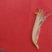 6.6.2 - Compound tepal basic colour